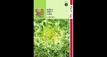 2 stuks - Hortitops - Krulandijvie Fijne Krul Geel Altijd Witte