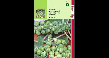 2 stuks Hortitops Spruitkool Roodnerf