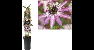 Klimplant Passiflora Victoria (passiebloem)