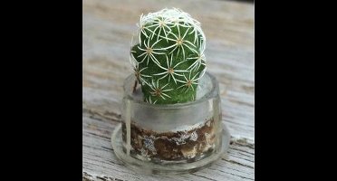 Sleutelhanger - pockettree - minicactus - minivetplant - plant sleutelhanger - cactus - sleutelhanger - vetplant – miniplant – pocket – tree – mini – plant – origineel – cadeau – tip – Moederdag - verjaardag