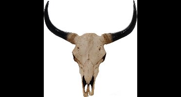 Stieren schedel 64 cm Natuur