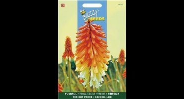 Vuurpijl Royal Castle Hybrids - Kniphofia uvaria