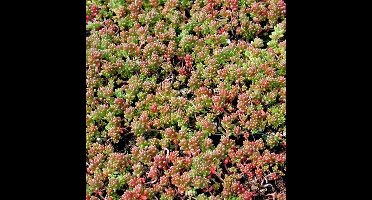 12 x Vetkruid of Muurpeper Rood|Groen - Bodembedekker Wintergroen - Sedum album 'Coral Carpet' in 9x9cm pot met hoogte 5-10cm