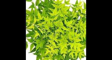 4 x Nandina Domestica Lemon Lime - Hemelse bamboe in C2 pot met hoogte 10-20cm