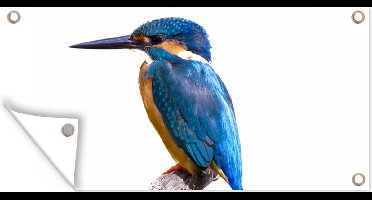 Tuinposter IJsvogel - Veren - Tak - Blauw - 80x40 cm - Wanddecoratie Buiten - Tuinposter - Tuindoek - Schuttingposter - Tuinschilderij