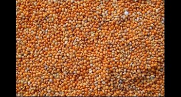 Wielink Panis rood 20 kg