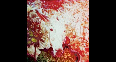 Jerusalem In My Heart - If He Dies, If If If If If If (LP)