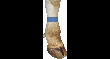 Kerbl Enkelklitteband Blauw 10 St.