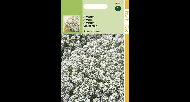 Hortitops zaden - Alyssum Bloemzaad - Sneeuwkleed