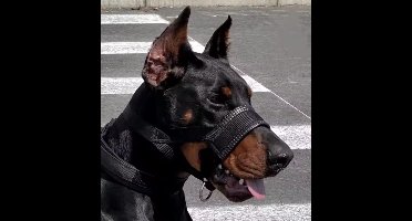 Hoofdhalster hond - Maat S - Anti trek - Zwart - Gevoerd - Hoofdhalster en muilkorf - Antitrek hoofdhalster hond - Hoofdhalster hond - Antitrek hond - Trainingshalsband