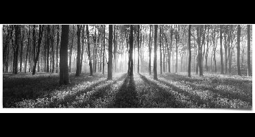 Poster Bos Zonnestralen - 53 x 158 - Papier - REINDERS