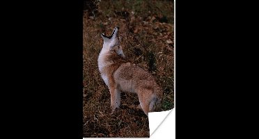 Poster Wolf - Bruin - Bos - 20x30 cm