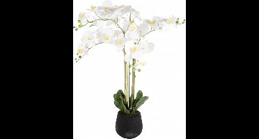 Phalaenopsis 5-tak h90cm wit