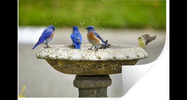 Muurstickers - Sticker Folie - Vogel - Vogelbad - Water - 30x20 cm - Plakfolie - Muurstickers Kinderkamer - Zelfklevend Behang - Zelfklevend behangpapier - Stickerfolie