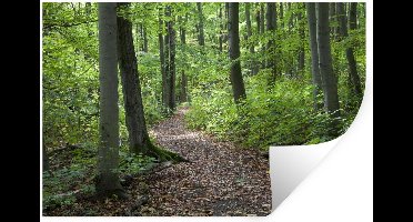 Muurstickers - Sticker Folie - Wandelpad door de rustgevende natuur van het Duitse nationaal Park Hainich - 30x20 cm - Plakfolie - Muurstickers Kinderkamer - Zelfklevend Behang - Zelfklevend behangpapier - Stickerfolie