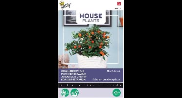 Buzzy® House Plants - Oranjeboompje New Paterson (Solanum pseudocapsicum)