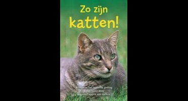 Zo zijn katten!
