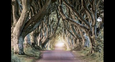 Dark Hedges Poster 91.5x61cm