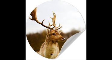 WallCircle® - Behangcirkel 30x30 cm - Muurstickers Damhert - Bos - Kudde - Dieren - Natuur - Muurcirkel woonkamer - Wandcirkel slaapkamer - Kamer decoratie zelfklevend - Muurdecoratie accessoires
