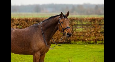 Trust Hoofdstel Amsterdam Bruin/Silver - Full