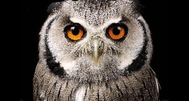 Uil poster - Owl - vogel - 61 x 91.5 cm