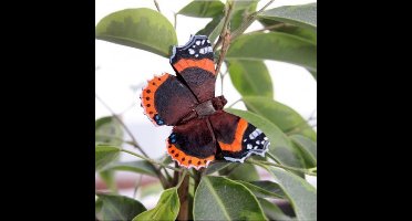 Vlindermagneet atalanta