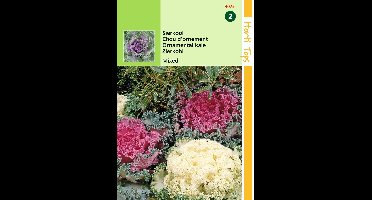 2 stuks - Hortitops - Brassica Oleracea Sierkool Gemengd