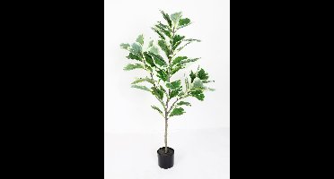 Ficus lyrata S groen