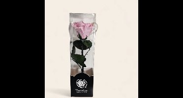 Rose amor- Longlife echte rozee roos 20cm - doorzichtige cadeau koker - Valentijns cadeau - liefde cadeau - minimaal 1 jaar houdbaar