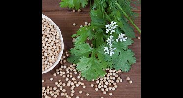 Kruiden zaden - Koriander Citroen