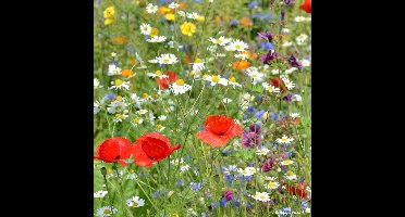 Buzzy Gemengde Weidebloemen Zaden Voor Zeker 25 m2 - Gemengde Bloemen - Cadeau - Kerstcadeau