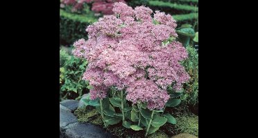 50 x Hemelsleutel of Vetkruid Roze - Tuinplant Winterhard - Sedum spectabile Brillant in 9x9cm pot met hoogte 0-10cm