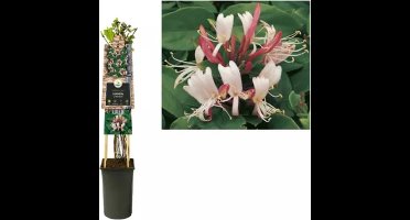 KLIMPLANT LONICERA RED WORLD - JAPANSE KAMPERFOELIE