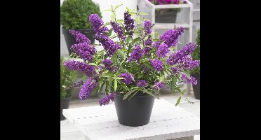 4 x Dwergvlinderstruik Tutti Frutti Lila|Roze - Winterharde Sierheester - Buddleja davidii Free Petite 'Tutti Frutti' in C2(liter) pot met hoogte 20-40cm
