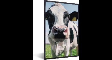 PosterMonkey - Fotolijst - Poster - Koe - Koeien - Natuur - Dieren - Kader - 40x60 cm - Posterlijst - Poster koe - Foto in lijst - Poster frame