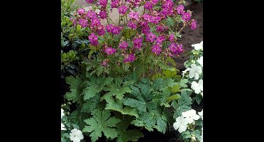 50 x Geranium macrorrhizum - Ooievaarsbek Roze/Rood - Bodembedekker in 9x9 pot met hoogte 0-10cm