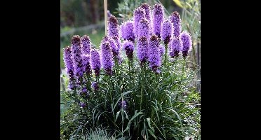 6 x Lampenpoetser of Knopige Slangenwortel Lila|Paars - Bloeiende Vaste Plant - Liatris spicata in 9x9cm pot met hoogte 0-10cm