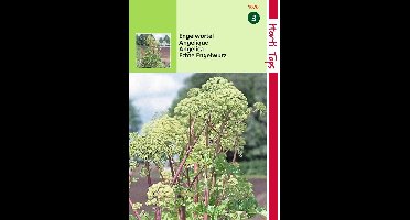 2 stuks Hortitops Engelwortel Angelica Arch.