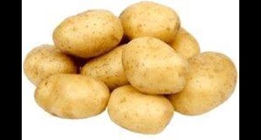 Eersteling Pootaadappel