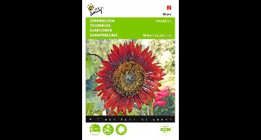 Zonnebloem Avondzon - Helianthus annuus giganteus