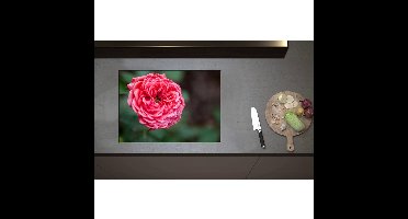Inductieplaat Beschermer - Close-up van Bloeiende Roze Tuin Roos - 70x50 cm - 2 mm Dik - Inductie Beschermer - Bescherming Inductiekookplaat - Kookplaat Beschermer van Zwart Vinyl