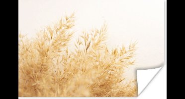 Poster Pampasgras - Zon - Gras - 30x20 cm