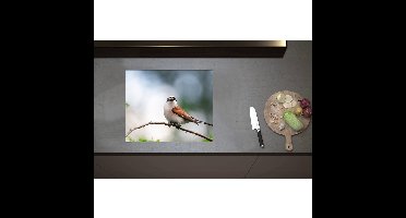 Inductieplaat Beschermer - Aankijkende Grauwe Klauwier Vogel op Tak - 60x50 cm - 2 mm Dik - Inductie Beschermer - Bescherming Inductiekookplaat - Kookplaat Beschermer van Zwart Vinyl