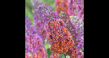 12 x Vlinderstruik Flower Power Rood|Paars|Oranje - Winterharde Bloeiende Sierheester - Buddleja weyeriana 'Flower Power' in C2(liter) pot met hoogte 20-40cm