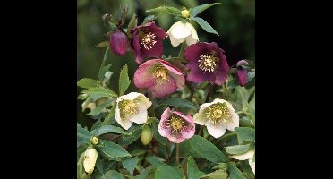 12 x Oosters Nieskruid Paars|Rood - Bloeiende Vaste Plant - Helleborus orientalis in 9x9cm pot met hoogte 5-10cm