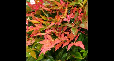 4 x Nandina domestica Gulfstream - Hemelse Bamboe in C2 pot met hoogte 10-20cm