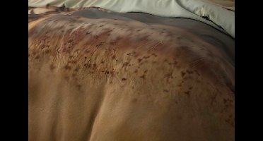 1-persoons dekbedovertrek (dekbed hoes) taupe / bruin / grijs met grote tijger / tiger (wild dier) in de natuur / savanne eenpersoons 140 x 220 cm (rustig beddengoed natuur slaapkamer)