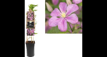Klimplant Clematis Comtesse de Bouchaud  - Roze Bosrank