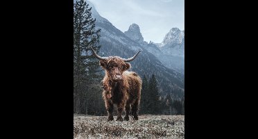 Highland Cow Poster 40x50cm