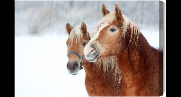 Schilderijkoning - Canvas Schilderij Paarden In De Sneeuw - 70 x 50 cm